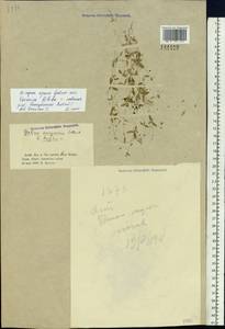 Galium songaricum Schrenk, Siberia, Altai & Sayany Mountains (S2) (Russia)