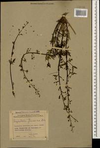Scrophularia versicolor Boiss., Caucasus, Azerbaijan (K6) (Azerbaijan)
