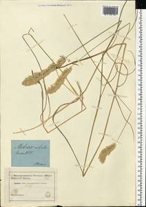 Melica ciliata L., Eastern Europe, South Ukrainian region (E12) (Ukraine)