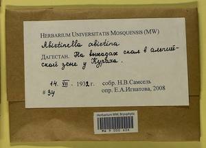 Abietinella abietina (Hedw.) M. Fleisch., Bryophytes, Bryophytes - North Caucasus & Ciscaucasia (B12) (Russia)