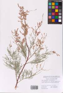 Tamarix ramosissima Ledeb., Eastern Europe, Lower Volga region (E9) (Russia)