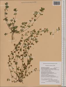 Trifolium dubium Sibth., Western Europe (EUR) (United Kingdom)