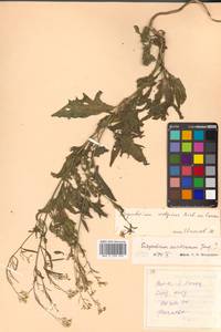 Sisymbrium volgense M. Bieb. ex E. Fourn., Siberia, Russian Far East (S6) (Russia)