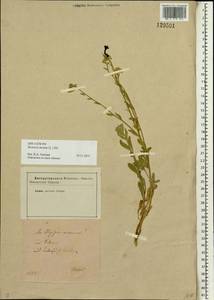 Berteroa incana (L.) DC., Siberia (no precise locality) (S0) (Russia)