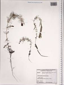 Myriophyllum sibiricum Kom., Siberia, Central Siberia (S3) (Russia)