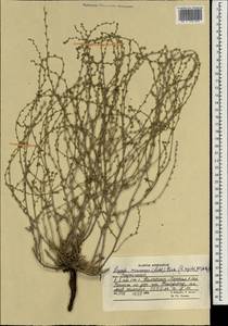 Lappula microcarpa (Ledeb.) Gürke, South Asia, South Asia (Asia outside ex-Soviet states and Mongolia) (ASIA) (Afghanistan)