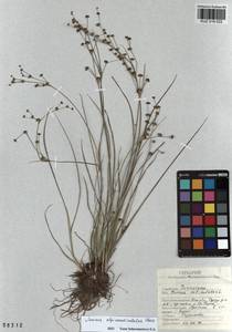 Juncus alpinoarticulatus Chaix, Siberia, Altai & Sayany Mountains (S2) (Russia)