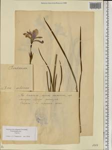 Iris sibirica L., Eastern Europe, Estonia (E2c) (Estonia)