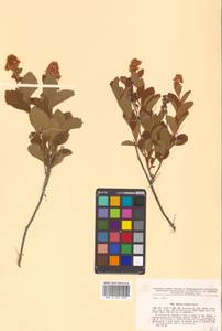 Spiraea salicifolia L., Siberia, Russian Far East (S6) (Russia)