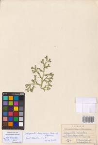 Selaginella kraussiana (Kunze) A.Braun, Eastern Europe, West Ukrainian region (E13) (Ukraine)