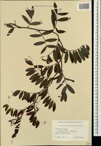 Lathyrus incurvus (Roth)Willd., Crimea (KRYM) (Russia)