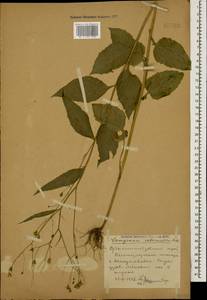 Lapsana communis subsp. intermedia (M. Bieb.) Hayek, Caucasus, Stavropol Krai, Karachay-Cherkessia & Kabardino-Balkaria (K1b) (Russia)