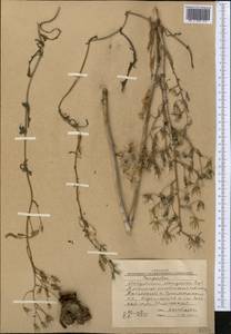 Lactuca soongarica Regel, Middle Asia, Western Tian Shan & Karatau (M3) (Kyrgyzstan)