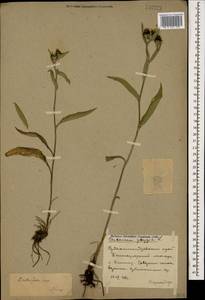 Centaurea phrygia subsp. salicifolia (M. Bieb. ex Willd.) Mikheev, Caucasus, Stavropol Krai, Karachay-Cherkessia & Kabardino-Balkaria (K1b) (Russia)
