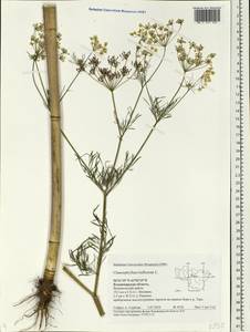 Chaerophyllum bulbosum L., Eastern Europe, Central region (E4) (Russia)