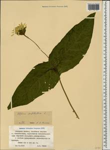 Silphium perfoliatum L., Caucasus, North Ossetia, Ingushetia & Chechnya (K1c) (Russia)