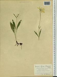 Arnica angustifolia subsp. iljinii (Maguire) I. K. Ferguson, Siberia, Russian Far East (S6) (Russia)