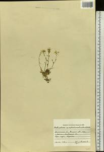 Arabidopsis lyrata subsp. petraea (L.) O'Kane & Al-Shehbaz, Eastern Europe, Northern region (E1) (Russia)