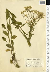 Erigeron annuus (L.) Pers., Eastern Europe, West Ukrainian region (E13) (Ukraine)