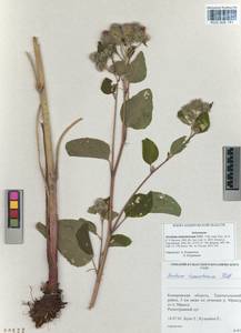 Arctium tomentosum Mill., Siberia, Altai & Sayany Mountains (S2) (Russia)