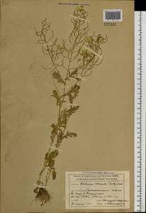 Barbarea vulgaris (L.) W.T. Aiton, Siberia, Altai & Sayany Mountains (S2) (Russia)