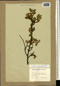 Cotoneaster integerrimus Medik., Crimea (KRYM) (Russia)