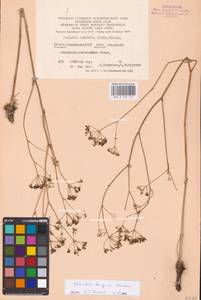 Palimbia turgaica Lipsky, Eastern Europe, Eastern region (E10) (Russia)