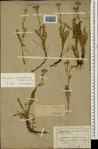 Tanacetum achilleifolium (M. Bieb.) Sch. Bip., Caucasus, Krasnodar Krai & Adygea (K1a) (Russia)