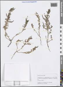 Suaeda prostrata Pall., Eastern Europe, Central forest-and-steppe region (E6) (Russia)