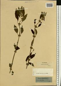 Chaiturus marrubiastrum (L.) Ehrh. ex Rchb., Eastern Europe, Middle Volga region (E8) (Russia)