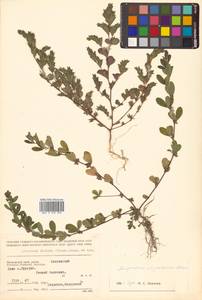 Kummerowia striata (Thunb.) Schindl., Siberia, Russian Far East (S6) (Russia)