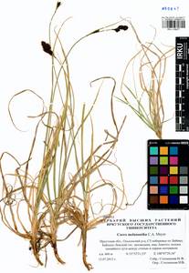 Carex melanantha C.A.Mey., Siberia, Baikal & Transbaikal region (S4) (Russia)