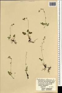 Thalictrum alpinum L., Mongolia (MONG) (Mongolia)