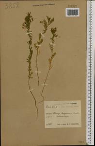 Vicia lens (L.) Coss. & Germ., Eastern Europe, Central region (E4) (Russia)