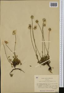 Anthemis cretica subsp. petraea (Ten.) Greuter, Western Europe (EUR) (Italy)
