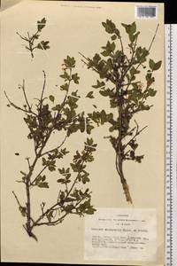 Lonicera microphylla Willd. ex Roem. & Schult., Siberia, Altai & Sayany Mountains (S2) (Russia)