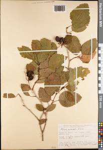 Alnus orientalis Decne., South Asia, South Asia (Asia outside ex-Soviet states and Mongolia) (ASIA) (Turkey)