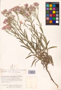 Jurinea multiflora (L.) B. Fedtsch., Eastern Europe, Lower Volga region (E9) (Russia)