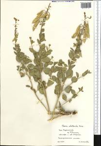 Cleome coluteoides Boiss., Middle Asia, Kopet Dag, Badkhyz, Small & Great Balkhan (M1) (Turkmenistan)