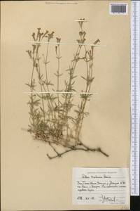Silene brahuica Boiss., Middle Asia, Western Tian Shan & Karatau (M3) (Uzbekistan)