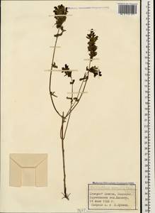 Rhinanthus serotinus var. vernalis (N. W. Zinger) Janch., Caucasus, Stavropol Krai, Karachay-Cherkessia & Kabardino-Balkaria (K1b) (Russia)