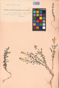 MHA 0 159 183, Linaria cretacea Fisch. ex Spreng., Eastern Europe, Lower Volga region (E9) (Russia)