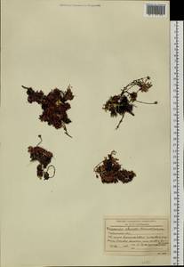 Diapensia obovata (F. Schmidt) Nakai, Siberia, Baikal & Transbaikal region (S4) (Russia)