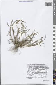 Sporobolus schoenoides (L.) P.M.Peterson, Eastern Europe, Volga-Kama region (E7) (Russia)