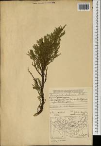 Juniperus sabina var. davurica (Pall.) Farjon, Mongolia (MONG) (Mongolia)