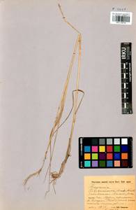 Elymus gmelinii (Trin.) Tzvelev, Siberia, Baikal & Transbaikal region (S4) (Russia)