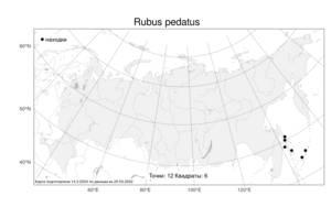 Rubus pedatus Sm., Atlas of the Russian Flora (FLORUS) (Russia)