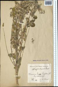 Astragalus chiwensis Bunge, Middle Asia, Karakum (M6) (Turkmenistan)
