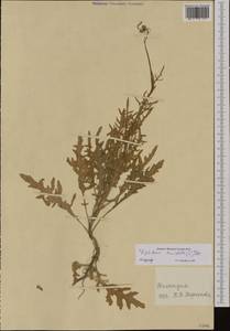 Diplotaxis tenuifolia (L.) DC., Western Europe (EUR) (Netherlands)