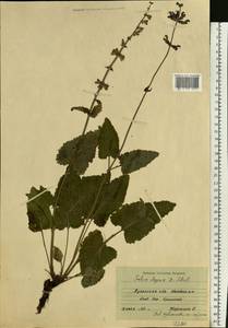 Salvia dumetorum Andrz. ex Besser, Eastern Europe, North Ukrainian region (E11) (Ukraine)